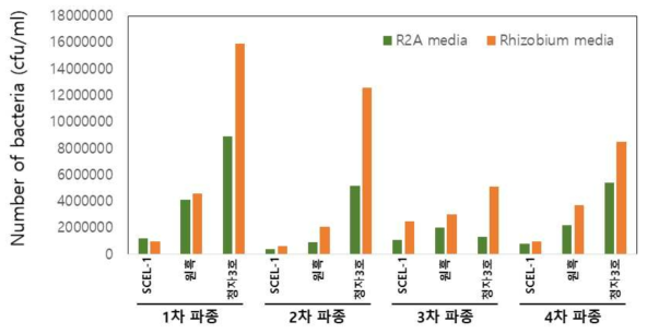 파종시기 별 SCEL-1 식물체 지하부의 뿌리혹박테리아 밀도 분석