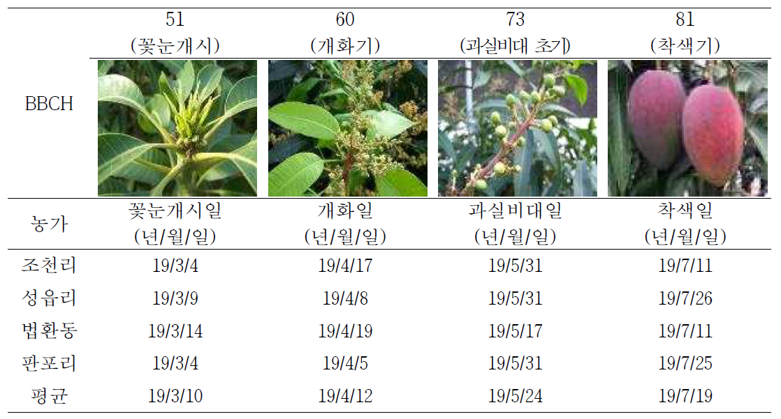 망고 후기가온 재배농가별 생육단계 변화