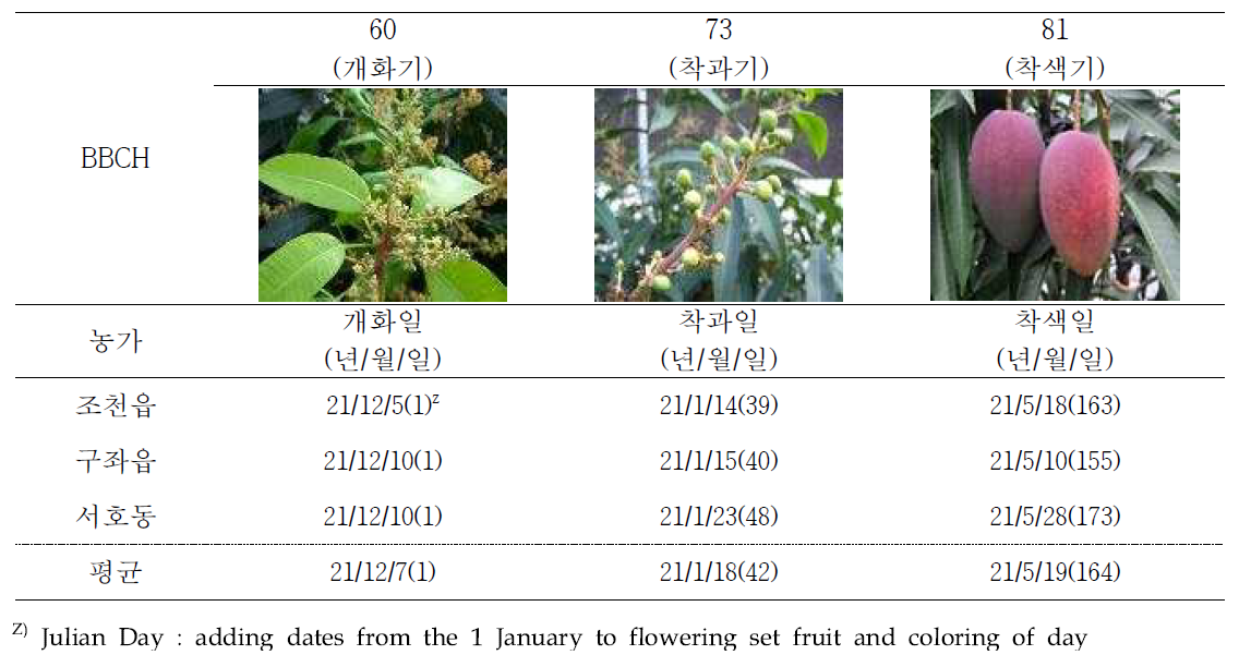 망고 일반가온 재배농가별 생육단계 변화