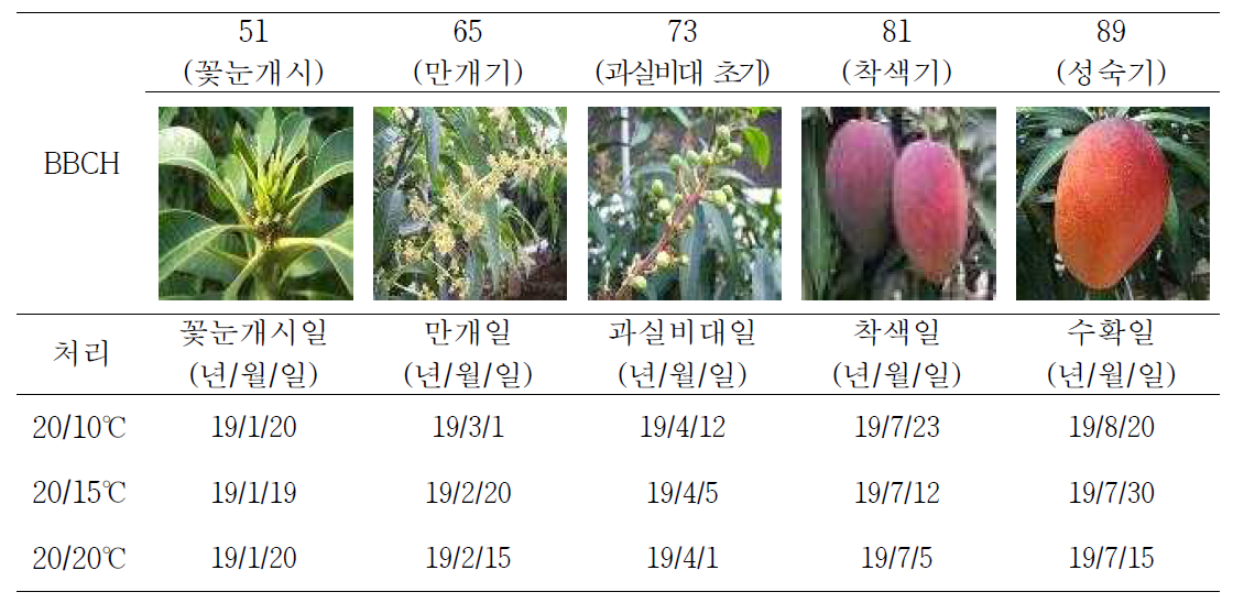 주/야 최저 온도처리별 생육단계 변화