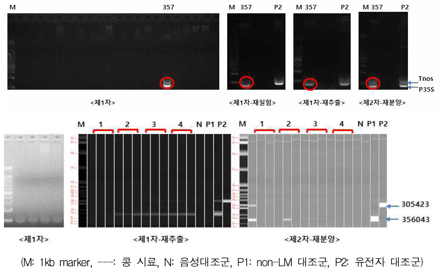 LM 대두 유전자원의 분석결과