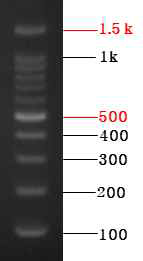 100bp DNA ladder marker & 2.5% Agarose Gel 0.5X TAE Buffer & 4 ㎕ loding