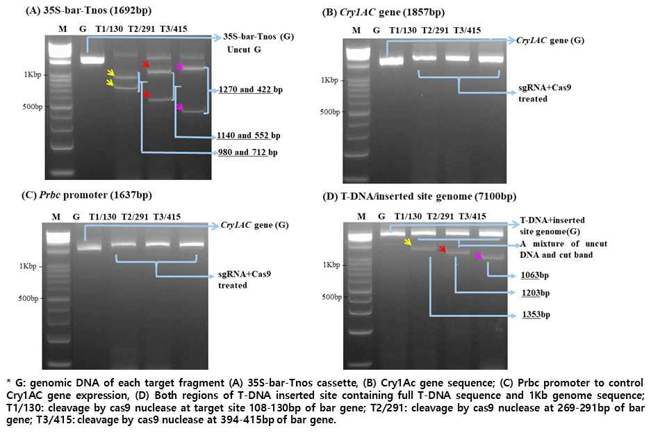 bar 유전자를 절단하는 3개 Cas9/SgRNA의 in vitro DNA 효율성 분석