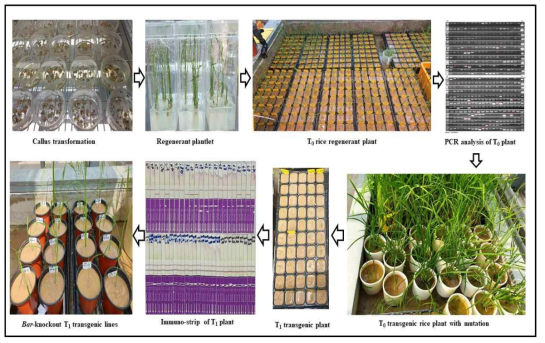 유전자교정 기술을 이용하여 목적 유전자가 변이된 벼를 생산하는 과정 요약도