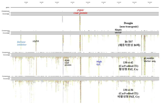 유전자교정 유래인 T1 계통, recipient transgenic 계통인 BT-T07 와 donor 품종인 동진에 대한 LMO에 이용된 유전자들의 서열정보로 reference mapping 결과