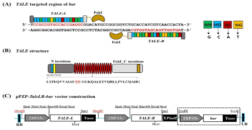 TALEN 구성 및 형질전환 벡터의 구조
