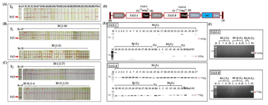 TALENs 기술로 개발된 bar-mutated 형질전환체 세대 간 PAT 단백질 확인 및 TALEN-free 계통 선발