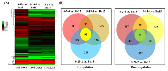 (B)에 나타난 것처럼 bar-knockout된 group에서 공통으로 검출된 DEGs는 transcriptome 비교 및 differentially expressed genes (DEGs) 분석