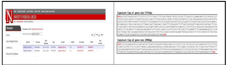 DB을 통한 고추 알레르기 단백질 검색 결과와 고추 알레르기 유전자 정보