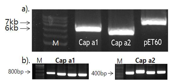 a) Sph1제한효소 처리 b) PCR을 통한 단백질 발현 vector 내 목적 유전자 도입 여부 확인 결과