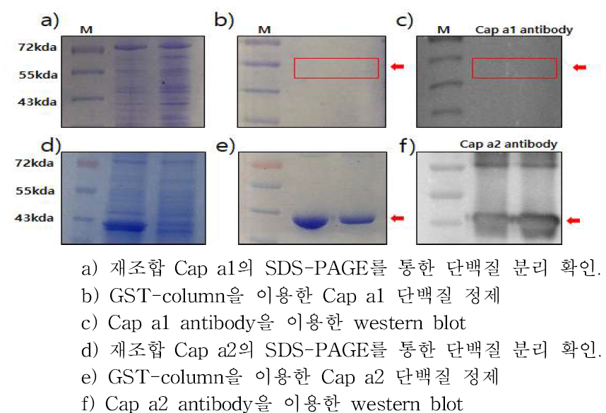 고추 알레르기 단백질 정제 및 항체 검증