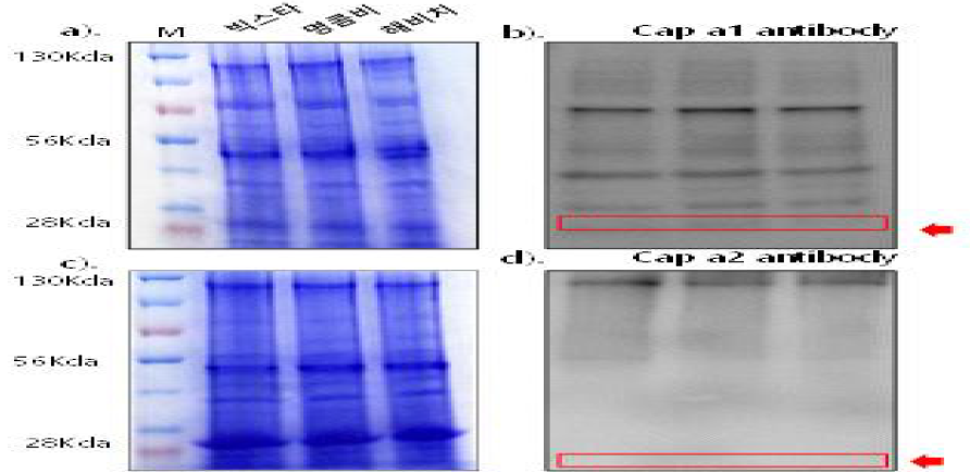 a,c) 고추 단백질 분리 b,d). 항체를 이용한 western blot 결과