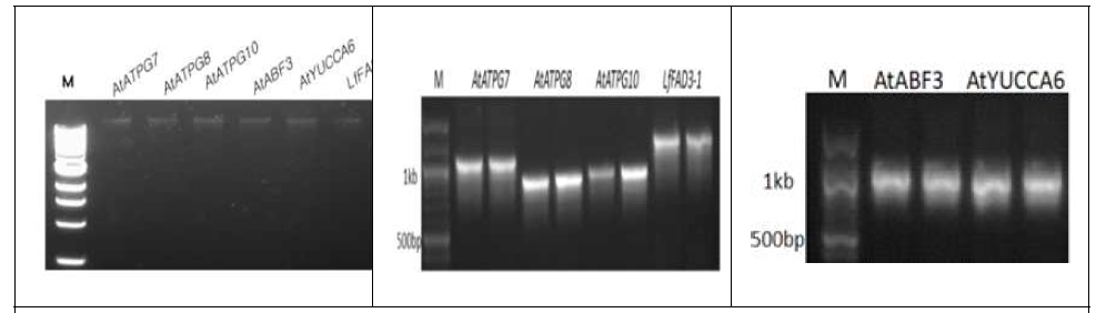 cDNA 합성 및 PCR을 이용한 도입 유전자 증폭 전기영동 결과