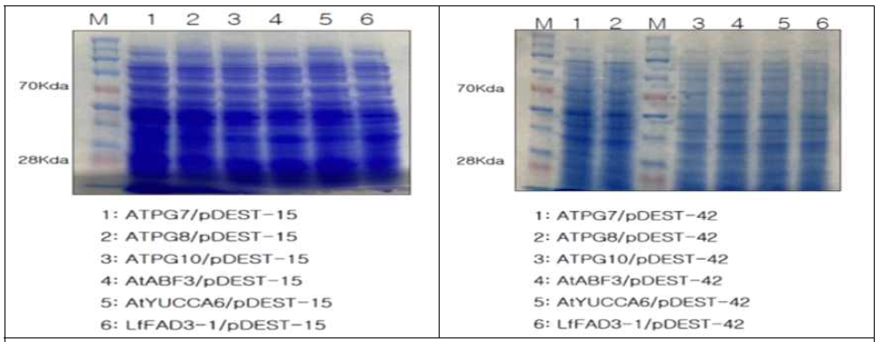 pDEST벡터를 통한 단백질 분리 양상(SDS-PAGE)