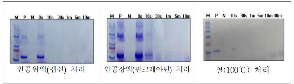 단백질 물리화학적 안정성 시험법 구축 (SDS-PAGE)