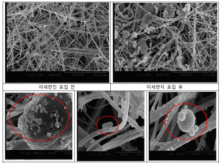 미세먼지 유래 미생물 확인(SEM 촬영)