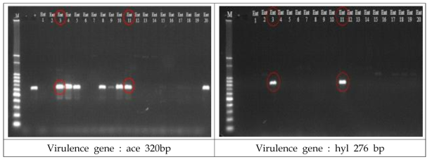 Ent 3, Ent 11 균주 병원성 유전자 확인