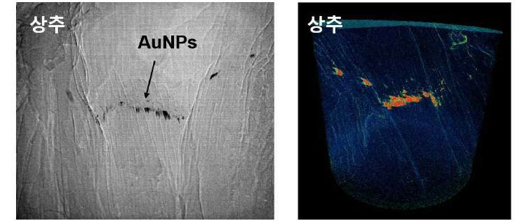 X선 미세 영상기법을 이용한 미세먼지 (100nm 금나노입자)에 24시간 동안 노출된 상추의 잎 내부에 훕수된 금나노입자의 모습과 3차원 영상 분석