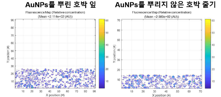 X선 미세 형광기법을 이용한 직경 100nm의 금 나노입자에 24시간 동안 노출된 호박잎(왼쪽)과 노출되지 않은 줄기(오른쪽)에서의 금 원소 peak의 2차원 분포 그래프