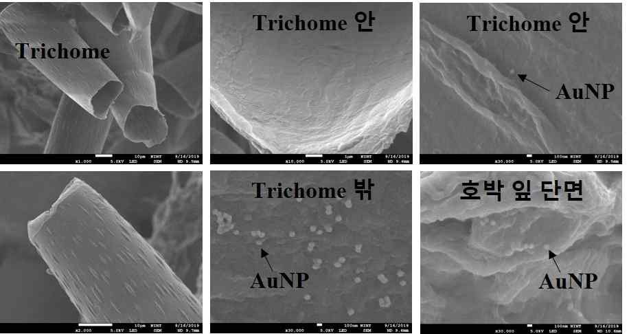 호박잎 표면의 털 (trichome) 구조 및 trichome 안쪽, 바깥쪽, 잎 내부에 흡착된 금나노입자들