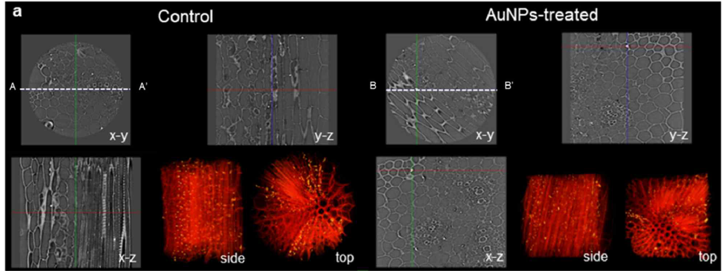 금 나노입자에 노출되지 않은 깻잎 (왼쪽)과 14일간 노출된 깻잎 (오른쪽)의 내부엽육 조직에 축적된 금 나노입자 모습을 X-ray 미세 영상기법으로 가시화한 사진