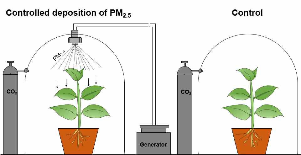 PM2.5에 노출된 식물체 비교 실험 모식도