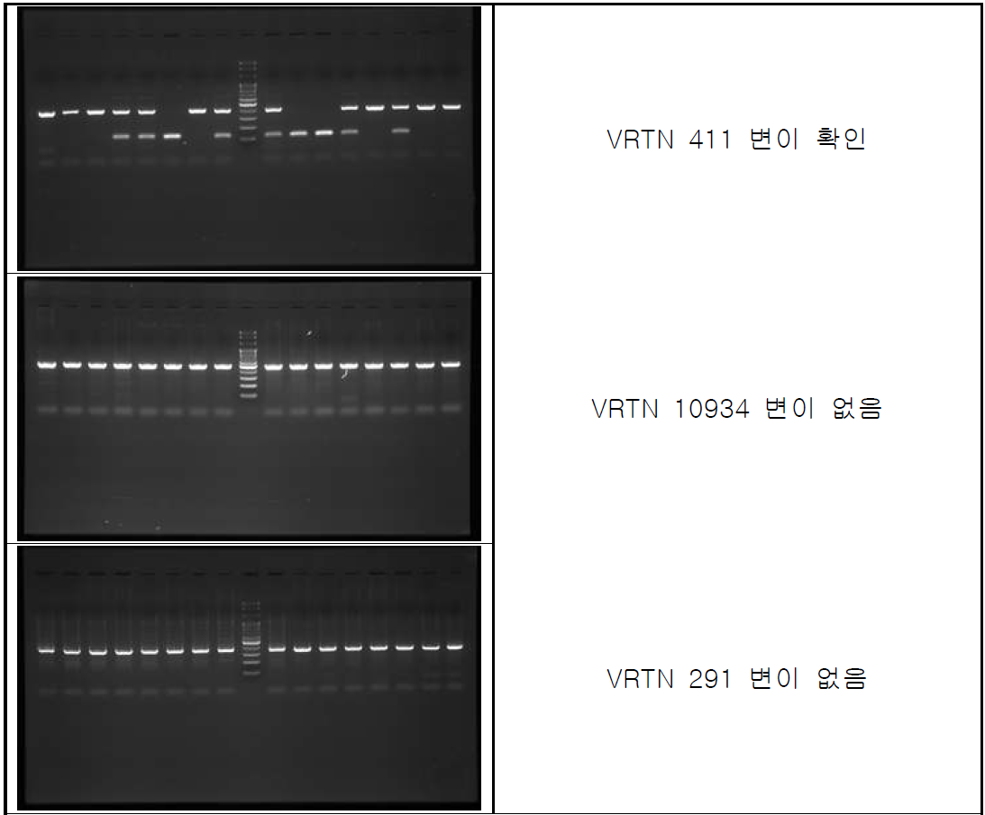 제주재래흑돼지에서 VRTN 유전자 내 변이 분석