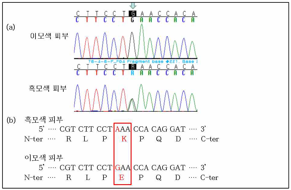 TYRP1 c.985G>A 변이 영역. (a) SNP 부위 확인 (화살표). (b) SNP 변이로 인한 아미노산 서열 치환 (빨간박스)