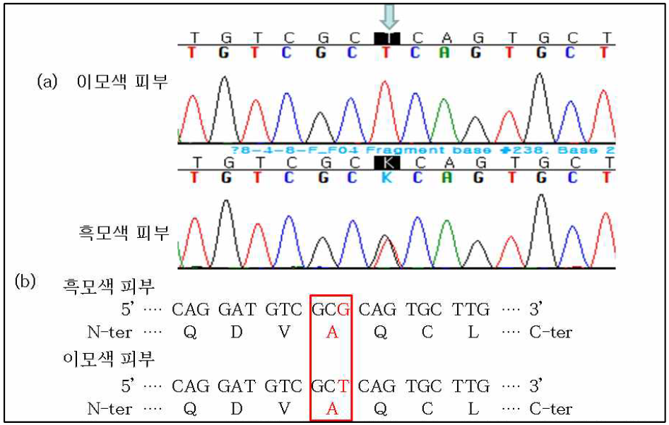 TYRP1 c.1002G>T 변이 영역. (a) SNP 부위 확인 (화살표). (b) SNP 변이로 인한 아미노산 서열 치환 (빨간박스)