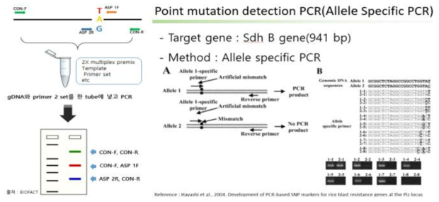 Allele specific PCR의 개념도