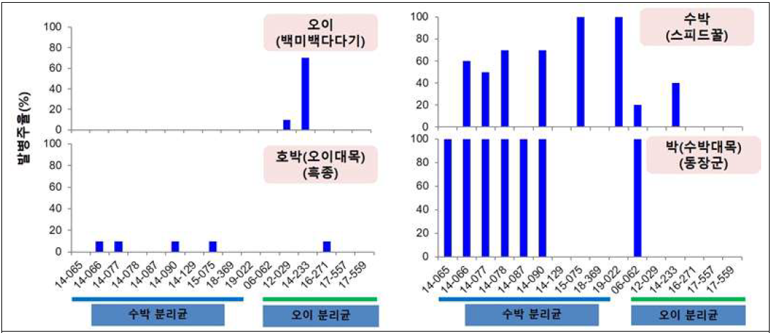 박과 작물에 대한 덩굴쪼김병균 균주의 병원성 검정 결과