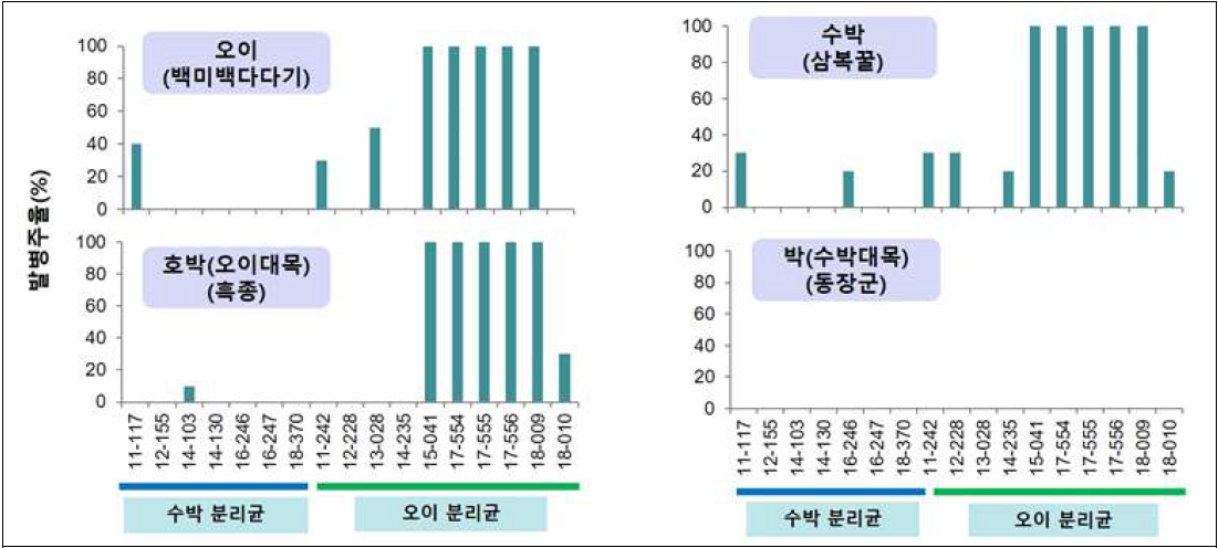 박과 작물에 대한 근경썩음병균 균주의 병원성 검정 결과