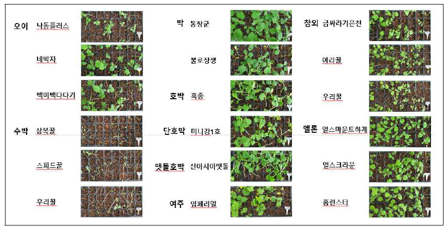 박과작물별 덩굴쪼김병 접종 결과