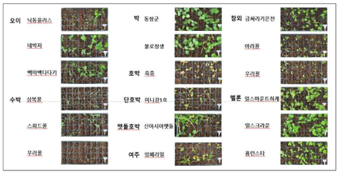 박과작물별 근경썩음병 접종 결과