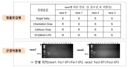 박과작물별 덩굴쪼김병·근경썩음병 레이스 판별법