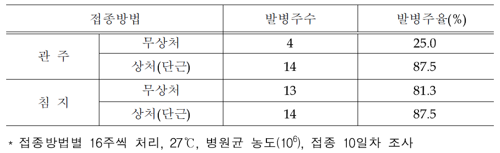 수박 덩굴쪼김병 접종 방법별 병원성 검정