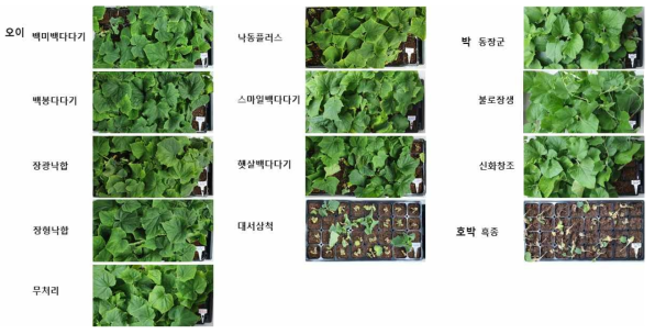 오이 근경썩음병 품종별 표준 병원성 검정