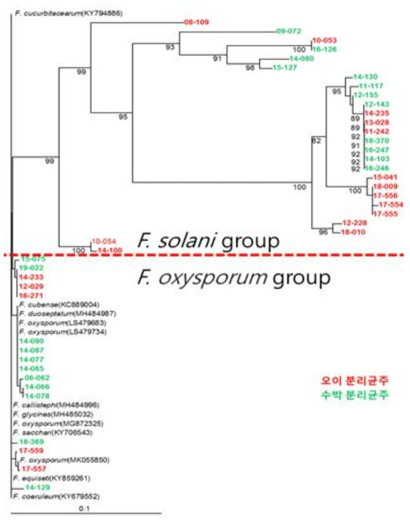 오이, 수박에 발생하는 Fusarium균 42 균주의 elongation factor 유전자 염기서열을 이용한 계통학적 유연관계 분석 결과