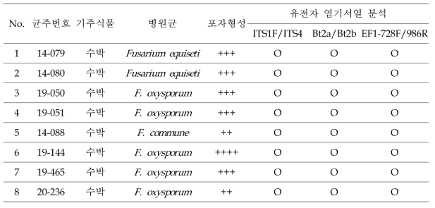 추가로 수집된 오이, 수박 시들음병균 균주의 특성 및 염기서열 분석 결과