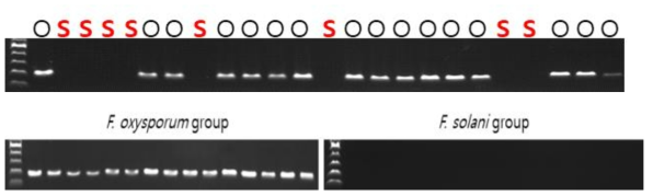 덩굴쪼김병균 진단용 프라이머 세트의 특이성 검정 결과 (O : 덩굴쪼김병균, S : 근경썩음병균)