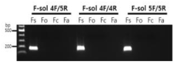 근경썩음병균 검출용 프라이머 세트 3종의 특이성 검정 결과(line 1: 100 bp DNA ladder, Fs: F. solani, Fo: F. oxysporum, Fc: F. commune, Fa: F. avenacium)