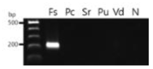 근경썩음병균 검출용 프라이머 세트 F-sol4F/5R의 토양전염성 곰팡이와의 특이성 검정 결과(line 1: 100 bp DNA ladder, Fs: F. solani, Pc: 역병균, Sr: 흰비단병균, Pu: 잘록병균, Vd:반쪽시들음병균)