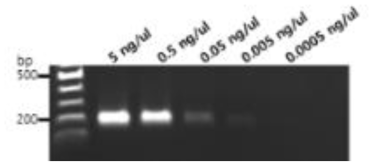 근경썩음병균 검출용 프라이머 세트의 검출한계 검정(line 1: 100 bp DNA ladder)