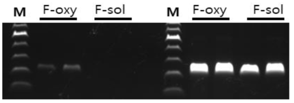 Allele specific PCR을 모식도 및 이를 활용한 덩굴쪼김병균, 근경썩음병균 판별용 프라이머 세트 검정 결과(F-oxy : 덩굴쪼김병균, F-sol : 근경썩음병균)