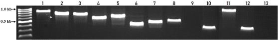 수박 덩굴쪼김병균을 이용한 SIX 유전자 12종 PCR 검정 결과(1: SIX4, 2: SIX6a, 3: SIX6b, 4: SIX8a, 5: SIX8b, 6: SIX9a, 7: SIX9b, 8: SIX9c, 9: SIX9d 10: SIX11, 11: SIX13, 12: SIX14 13: 음성대조구)