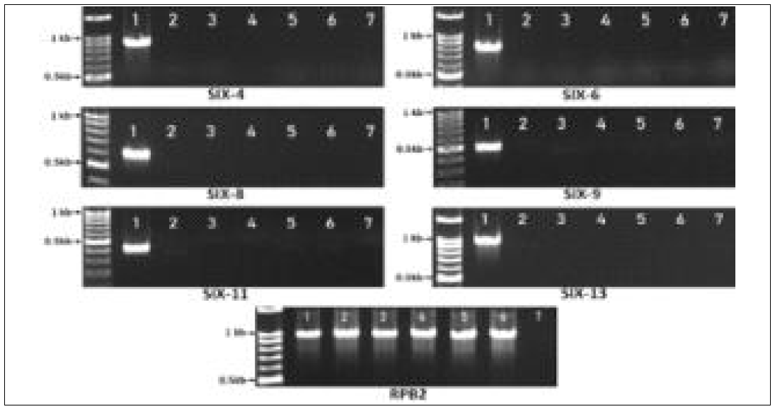 덩굴쪼김병균 병원성 관련유전자 프라이머 세트 6종의 다른 채소작물 F. oxysporium균과의 반응 검정(1: 수박분리주 19-022, 2:오이분리주 17-555, 3: 토마토분리주 19-547, 4:양파분리주 19-386, 5: 파프리카분리주 19-035, 6: 수박분리주 F. solani 11-117, 7: 음성대조구)