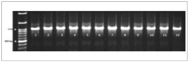 수박에서 분리한 덩굴쪼김병균의 병원성 관련유전자 SIX13의 증폭 결과 (1: 14-065, 2: 14-066, 3: 14-077, 4: 14-078, 5: 14-087, 6: 14-090, 7: 15-075, 8: 19-022, 9: 19-050, 10: 19-051, 11: 19-144, 12: 19-465)