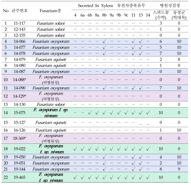 수박에서 분리한 Fusarium 균주들의 SIX유전자 증폭유무 및 병원성 검정 결과