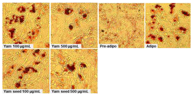 Inhibitory effects of yam and yam seed on oil red O staining in differentiated C3H/10T/1/2 adipocytes> Intercellular triglycerides were stained with oil red O