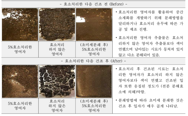 영여자 효소처리 후 건조 전과 후 비교